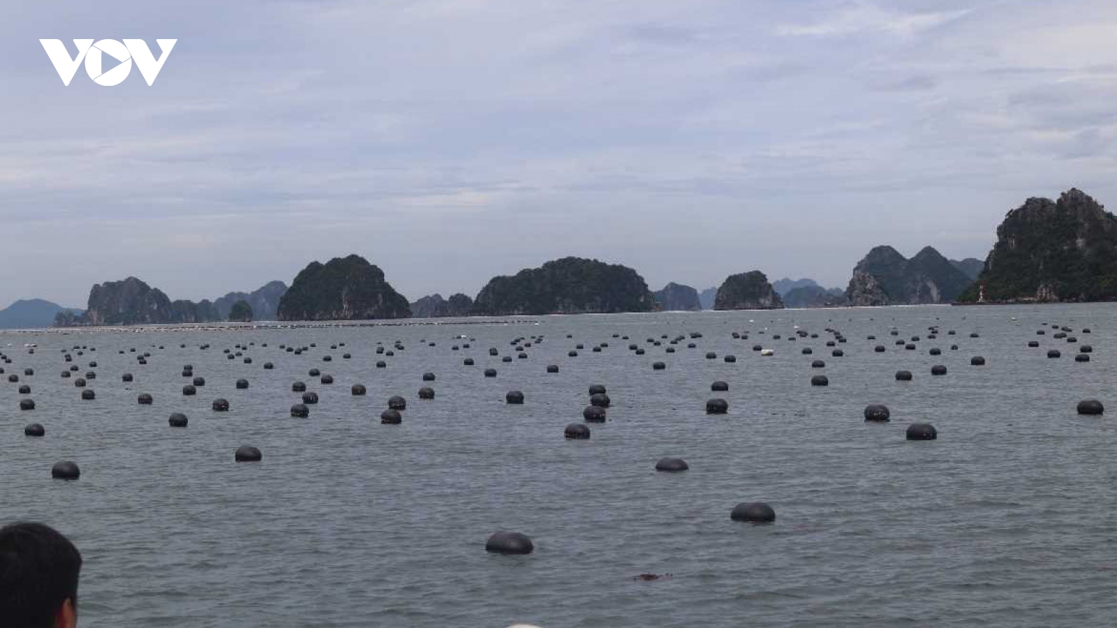 Quảng Ninh chủ động ứng phó bão Wipha